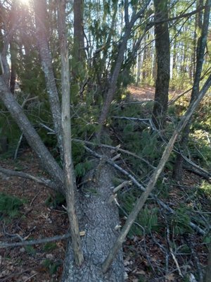 A tree that had to be cut down.