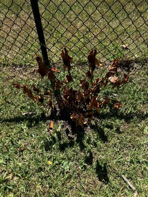 Dead bush planted by Dunn Deal Investments