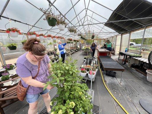 Inside Greenhouse #7, check out area.