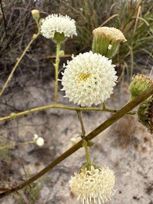 Pincushion