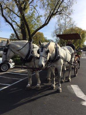 The horse drawn carriage is ready.