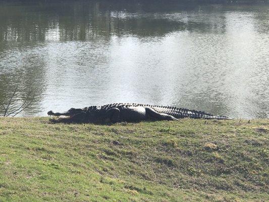 If you don't mind the attraction with the alligator then you're good.