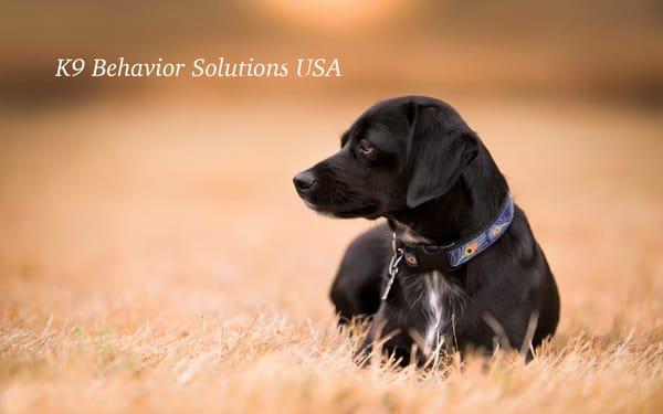 K9 Behavior Solutions USA