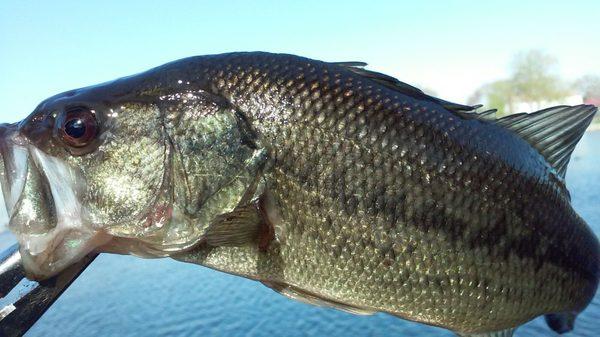 This bass was caught fishing alder lake -4-2017