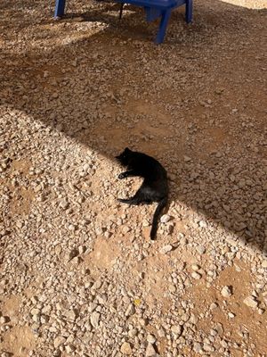 Customer rolling in the dirt