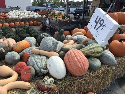 Oh boy! Pumpkins are in!