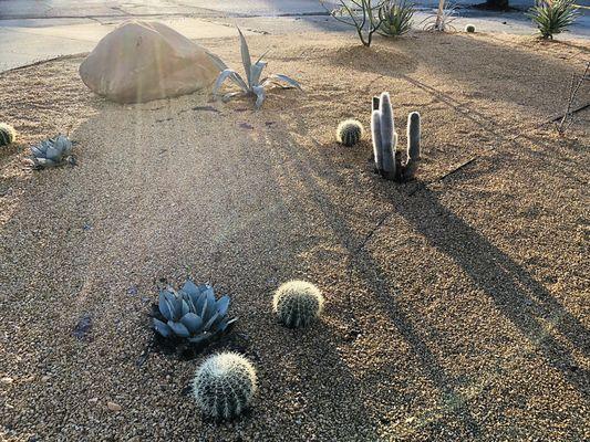 Desert & drought-tolerant gardens.