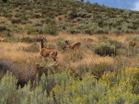 Deer in the area