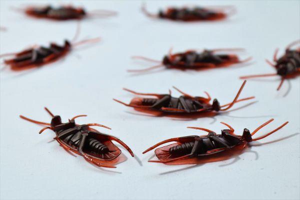 Stop letting cockroaches make you feel less comfortable at home. Our cockroach removal and treatment services can help.