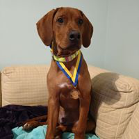 Zakai, one of the graduates from the AKC S.T.A.R. Puppy Class