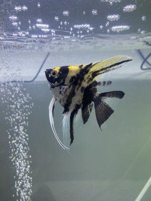 Angel fish