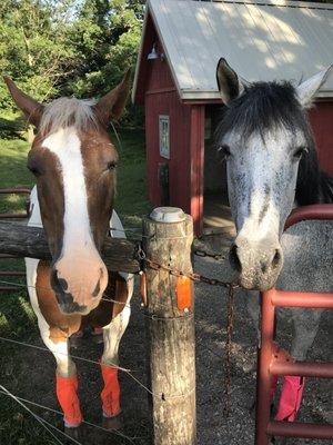 Waiting on supper