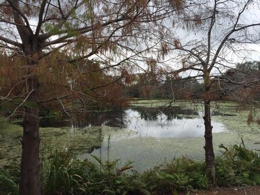 Baby gators in the water :D