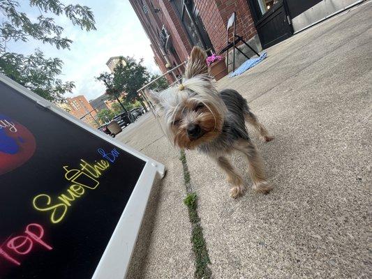 Our Dior Tea cup yorkie