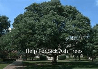 For help with your ash trees go to https://tree-disease-treatments-mesa-az.com/