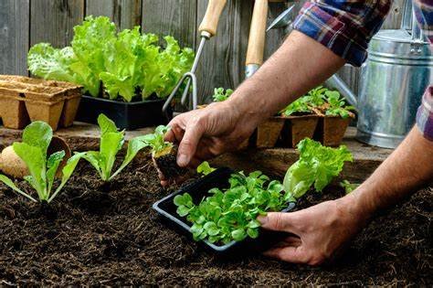 Organic Herbs and Veggies