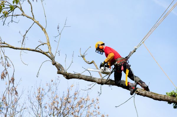 Bayside Tree and Stump Removal