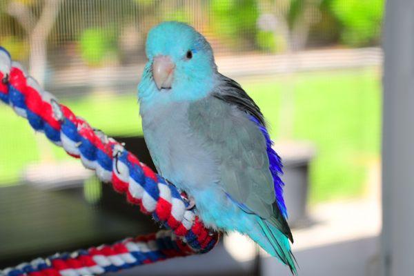 My parrotlet