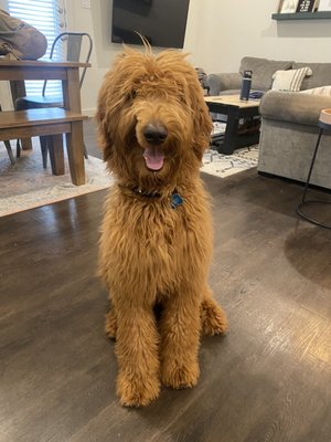 Before his first groom with Amber