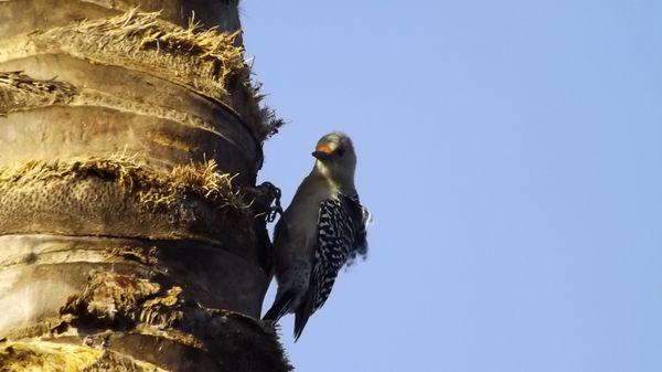 #RedHeadedWoodpecker #Birds