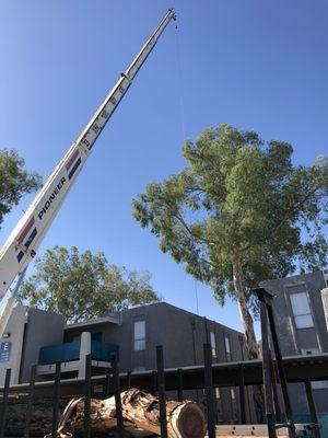 100 foot Eucalyptus crushing a sewer line beneath it