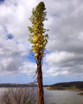 Yucca in bloom!