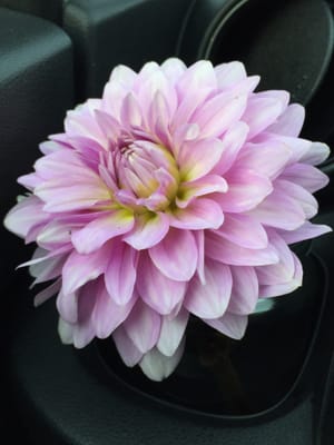 One dahlia I purchased from Jenny's Flowers, also being transported home in a cup holder.