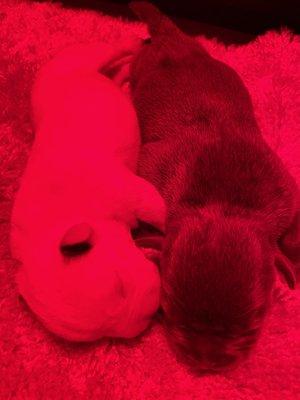 2 surviving puppies that we rushed home! They still had fluid in their lungs and were extremely cold! Cold is extremely LETHAL for puppies.