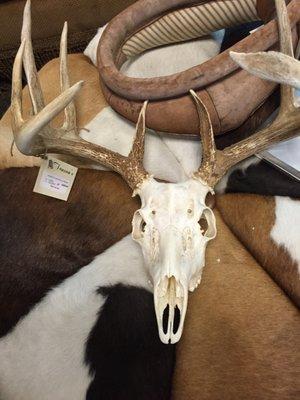 Whitetail Skull