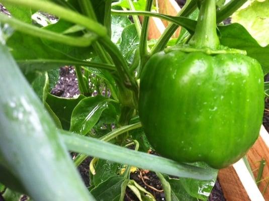 Peppers in Naismith Place Gardens