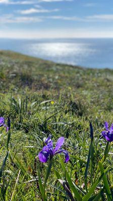 Lots of wild orchids around this park