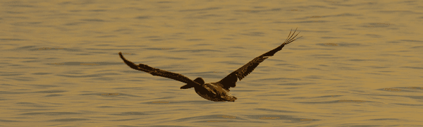 Pelican aloft over the Gulf of Mexico