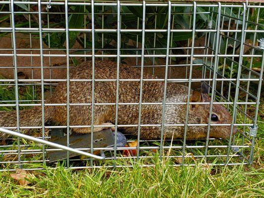 Artec is licensed for squirrel trapping.