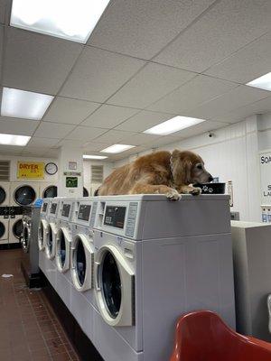 Larkin Street Laundromat