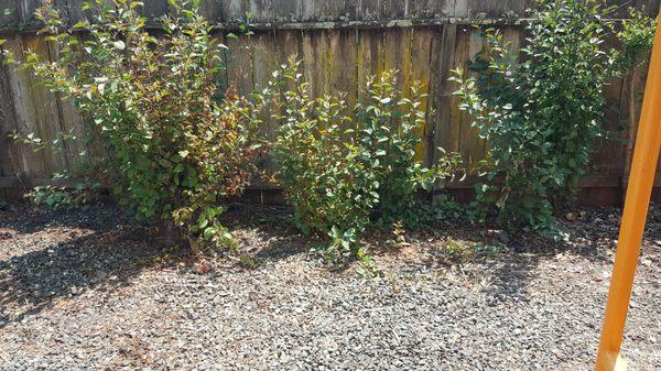 Before: Crab Apple tree and Privet shrubs very close to the fence.