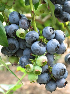 Rabbiteye Blueberry Plants are available at www.isons.com