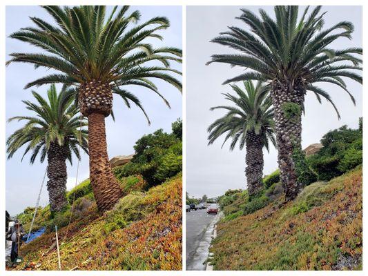 Skin and Pineapple on a large Canary Island Palm