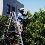 Landscaping maintenance in San Francisco.