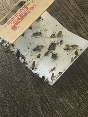 German roaches