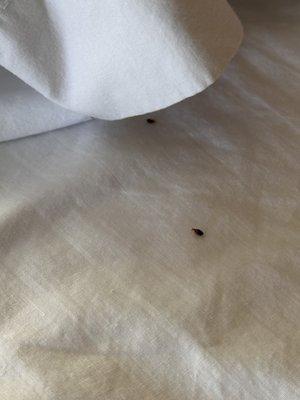 Bed Bug Infestation