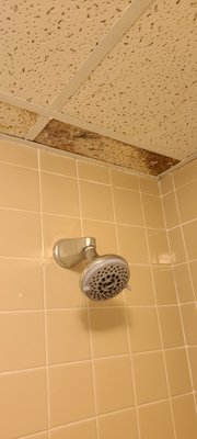 Mold above shower head