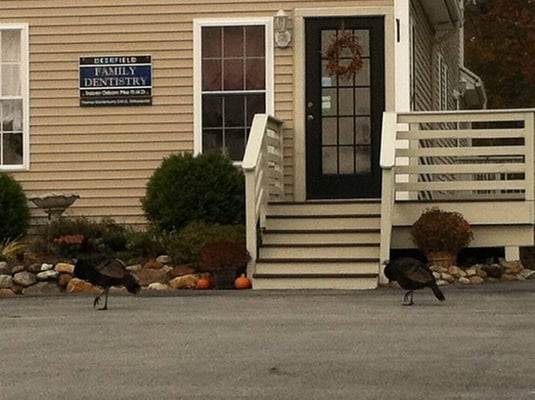 Deerfield Family Dentistry (plus, some bird friends)