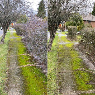 Late winter in Seattle. It's a great time of year to prune hedges!