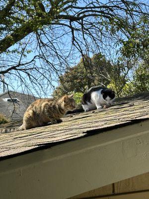 Stray cats neutered at the Berkeley Animal Shelter