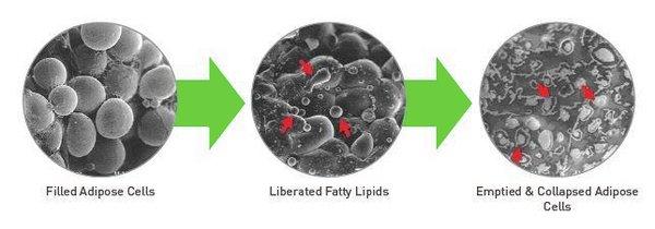 Science proven fat cell reduction with Verju