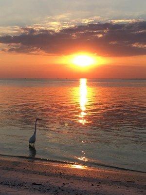 Photographers seek out the beautiful wildlife that the Islands of Sanibel & Captiva offer!!