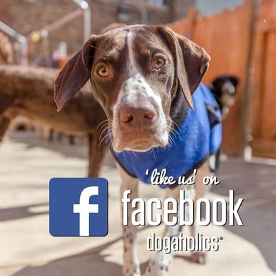 Like Us on Facebook: Dogaholics