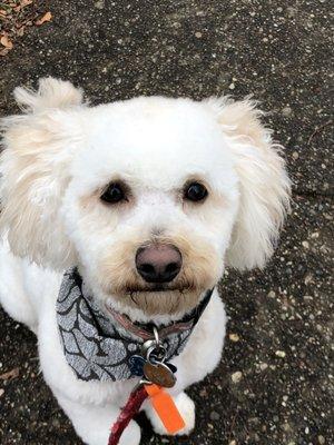 Cooper is feeling jaunty in his new bandana