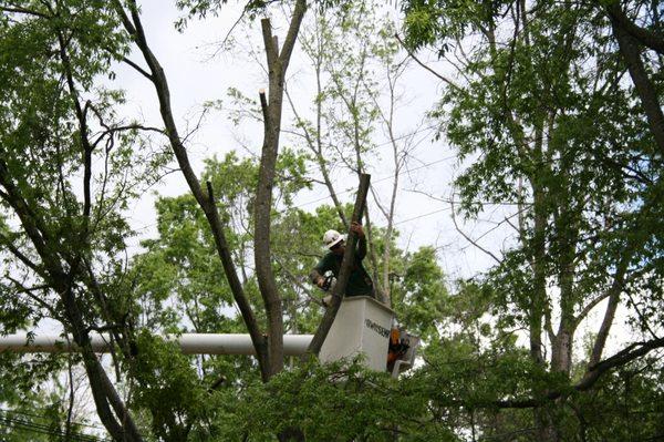 Marvin Tree Service. A fully licensed & insured tree company.