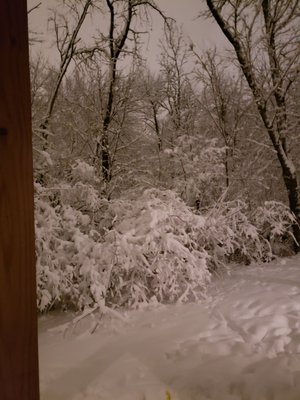 View of the trees behind my townhome